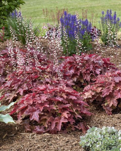 Heucherella Fun and Game® 'Red Rover' PW