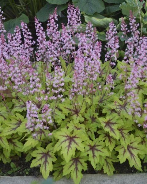 Heucherella Fun and Game® 'Eye Spy' PW