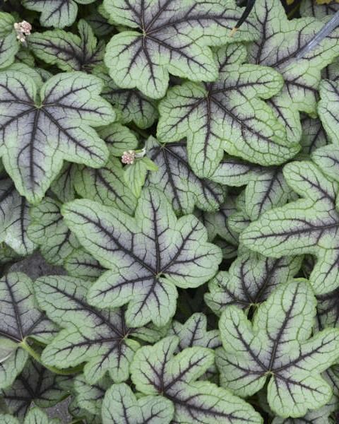 Heucherella 'Pink Fizz'