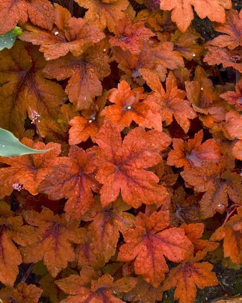 Heucherella 'Pumpkin Spice'