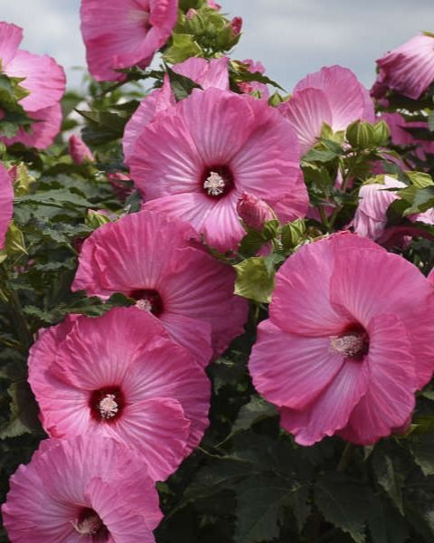 Hibiscus 'Airbrush Effect'