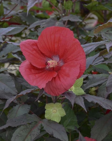 Hibiscus 'Midnight Marvel'