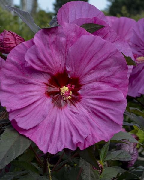 Hibiscus Summerific® 'Berry Awesome' PW