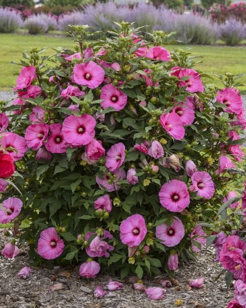 Hibiscus Summerific® 'Candy Crush' PW