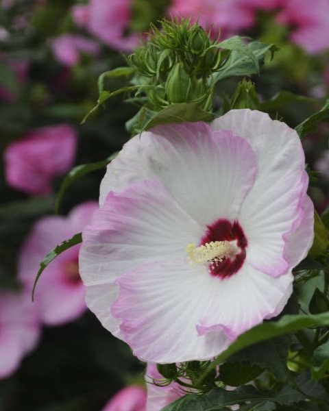 Hibiscus Summerific® 'Ballet Slippers' PW
