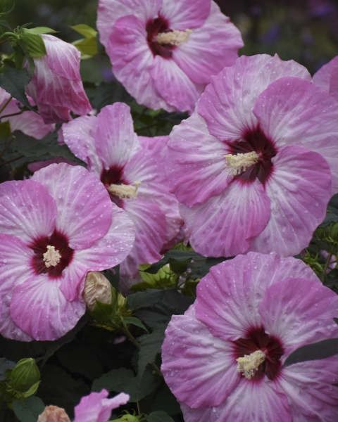 Hibiscus Summerific® 'Spinderella' PW