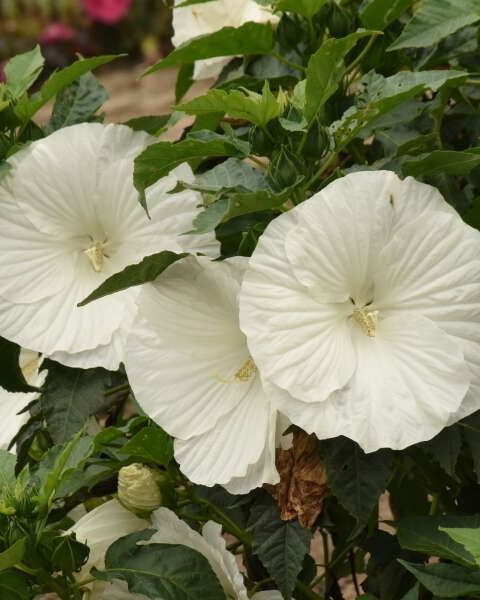 Hibiscus 'Marshmallow Moon'