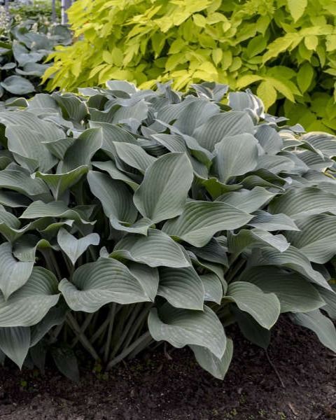 Hosta 'Krossa Regal'