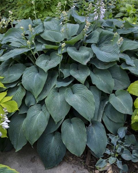 Hosta 'Blue Angel'