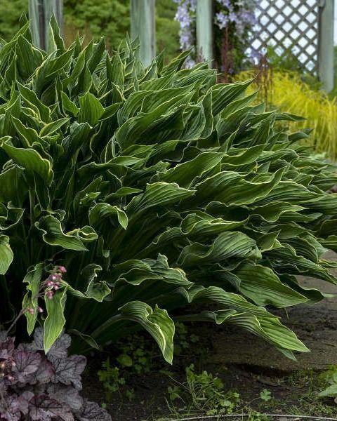 Hosta 'Patriot'