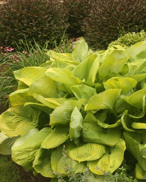 Hosta 'Sum & Substance'