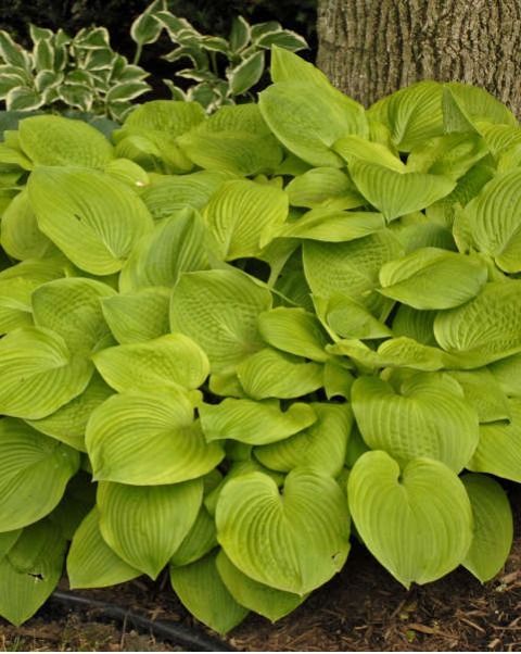 Hosta 'August Moon'