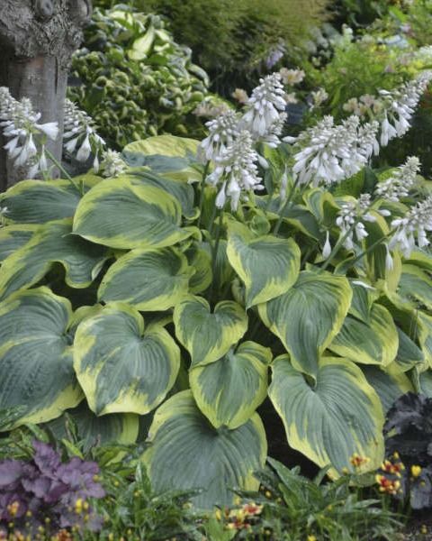 Hosta 'Earth Angel'