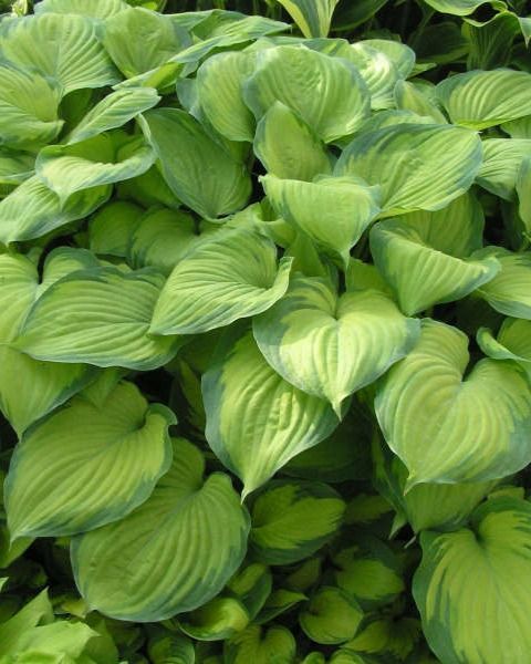 Hosta 'Guacamole'