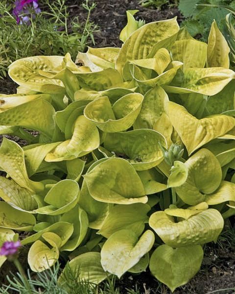 Hosta 'Maui Buttercups'