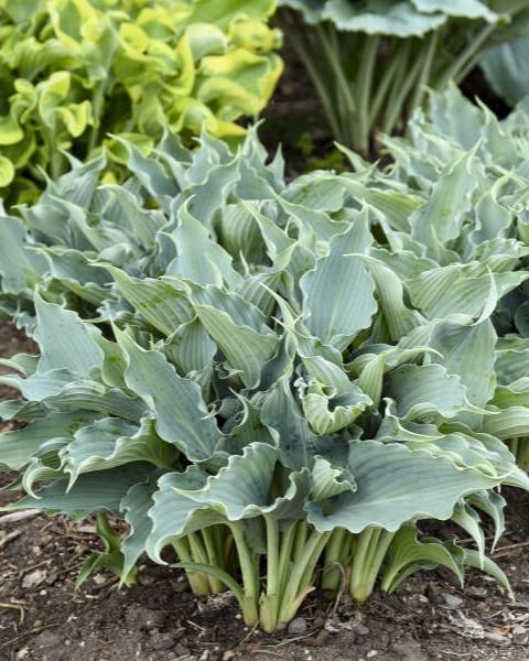 Hosta Shadowland 'Waterslide' PW