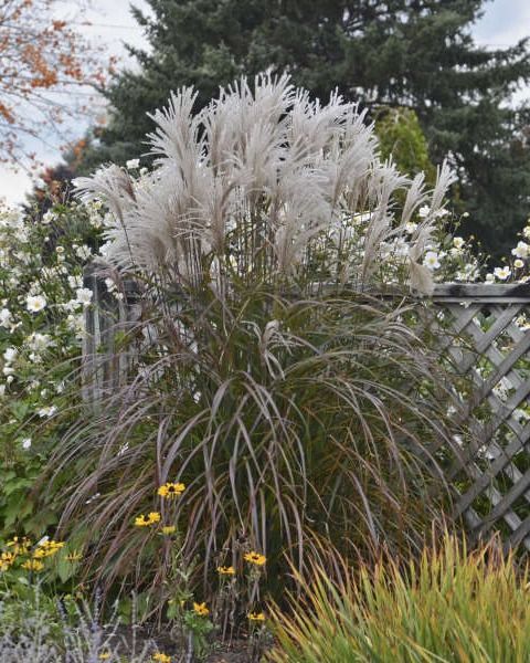 Miscanthus sinensis 'Oktoberfest'
