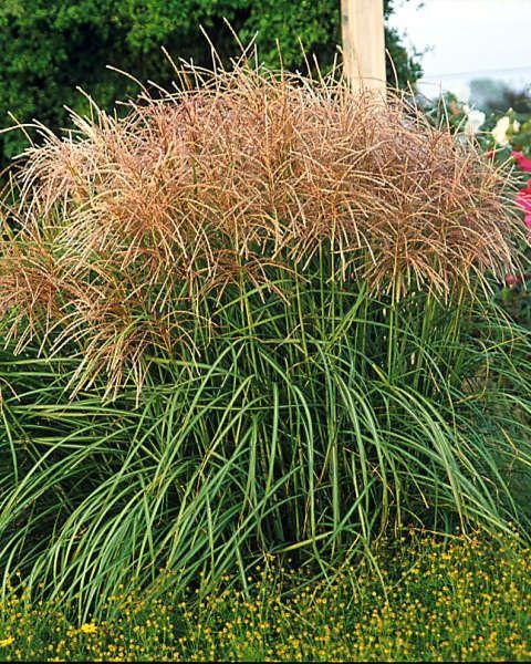 Miscanthus sinensis 'Huron Sunrise'