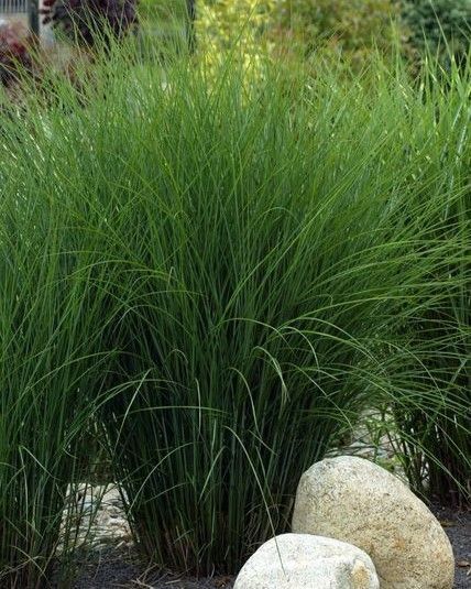 Miscanthus sinensis 'Gracilimus'