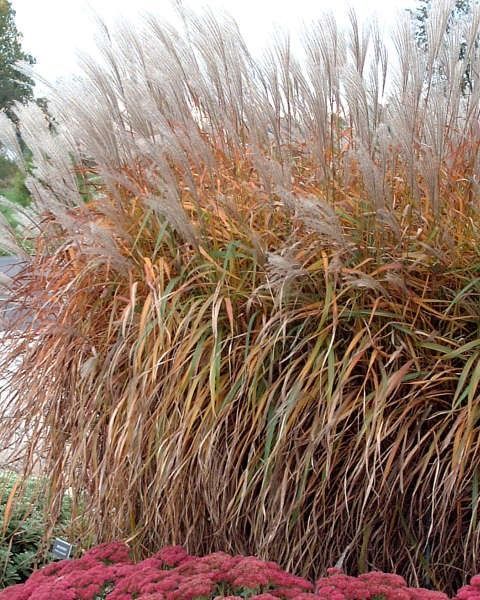 Miscanthus sinensis 'Purpurescens'
