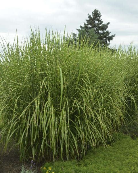 Miscanthus sinensis 'Strictus'