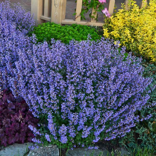 Nepeta faassenii 'Purrsian Blue'