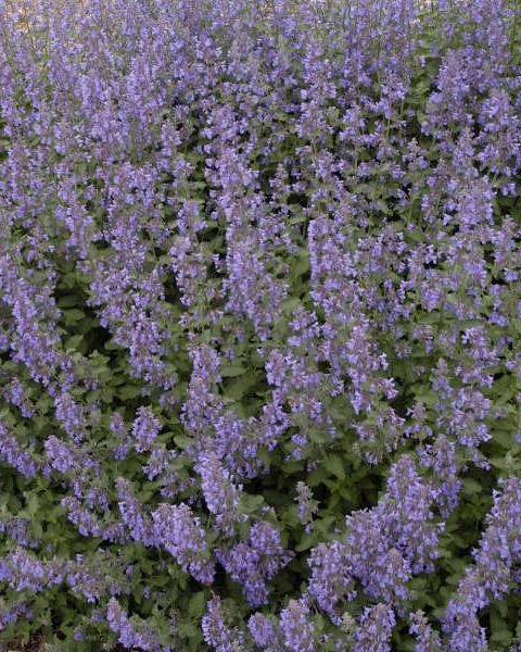 Nepeta faassenii 'Walker'S Low'