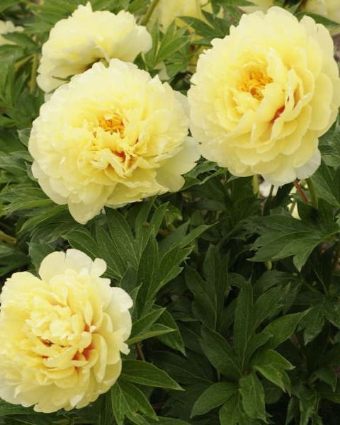Paeonia 'Itoh Bartzella'