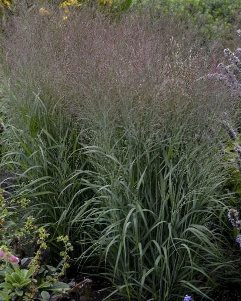 Panicum virgatum 'Apache Rose' PW