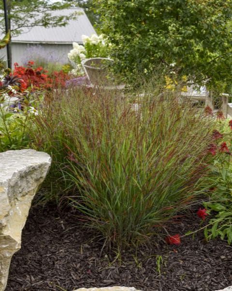 Panicum virgatum 'Cheyenne Sky' PW