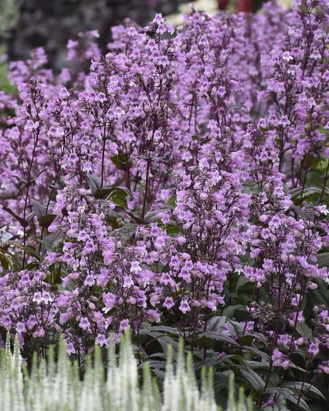 Penstemon 'Midnight Masquerade' PW
