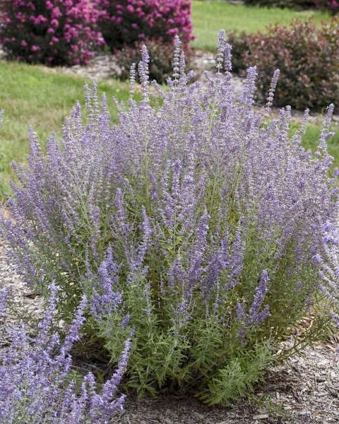 Perovskia atriplicifolia 'Denim 'N Lace' PW