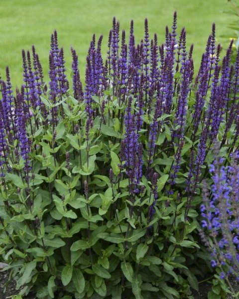 Salvia nemorosa 'Caradonna'
