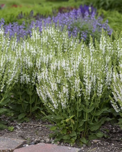 Salvia nemorosa 'White Profusion' PW