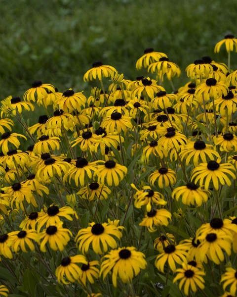 Rudbeckia fulgida 'American Gold Rush'