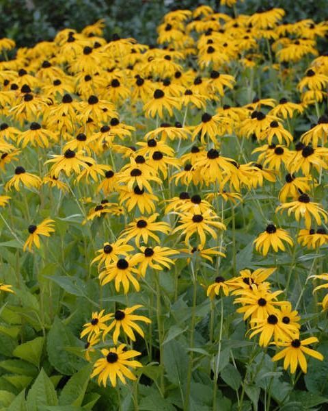 Rudbeckia fulgida 'Goldstrum'