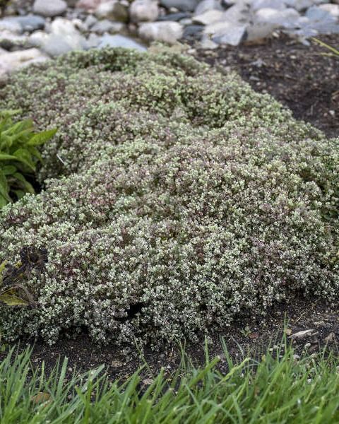 Sedum 'Steel the show'