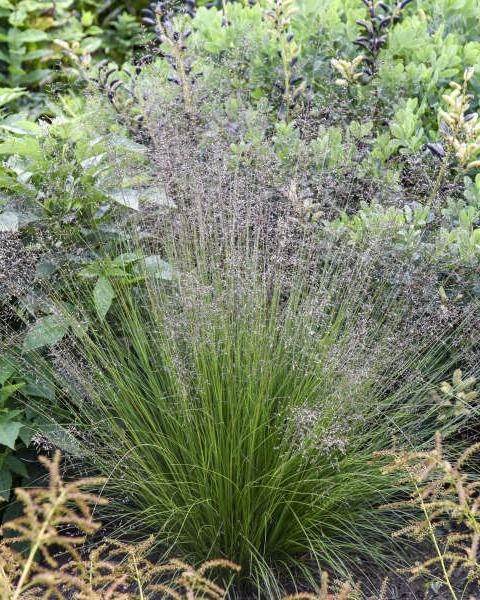 Sporobolus heterolepsis 'Gone With the Wind'