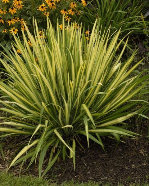 Yucca filamentosa 'Color Gard'