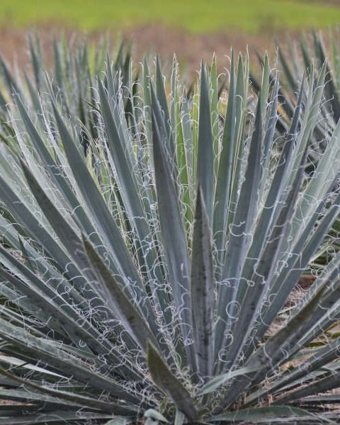 Yucca filamentosa 'Excalibur'
