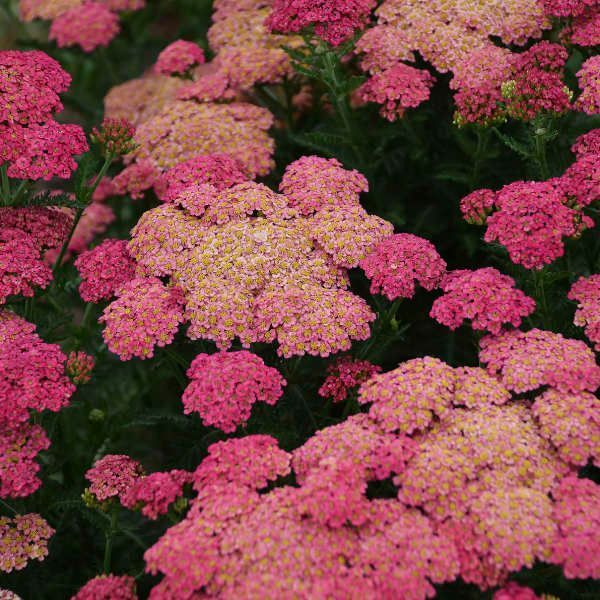 Achillea 'Sassy Summer Taffy'