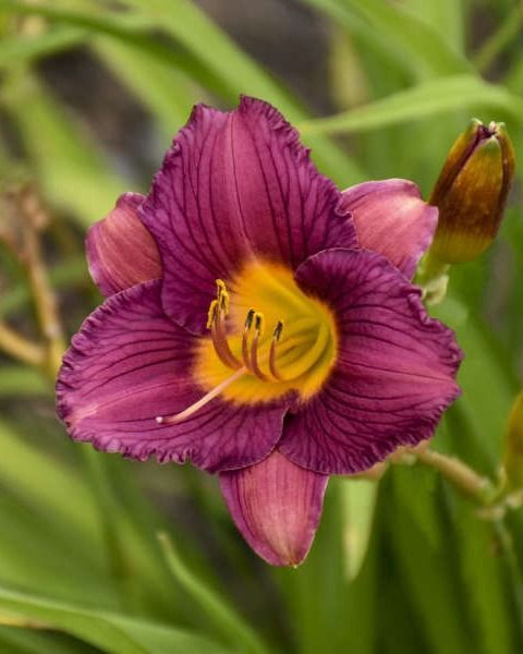 Hemerocallis 'Purple d'Oro'