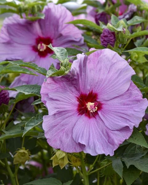 Hibiscus Summerific® 'Lilac Crush' PW