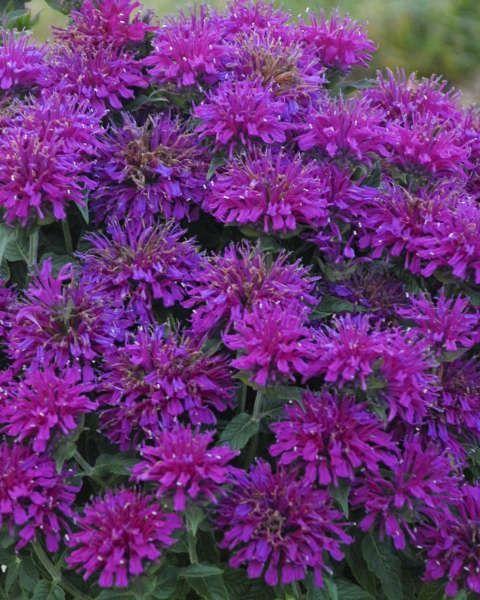 Monarda Sugar Buzz® 'Grape Gumball'