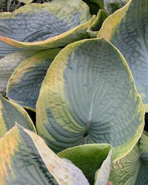 Hosta 'Frances William'