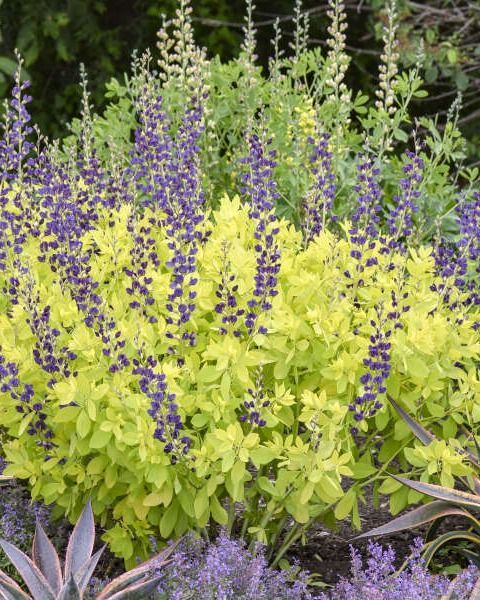Baptisia 'Golden Anniversary'