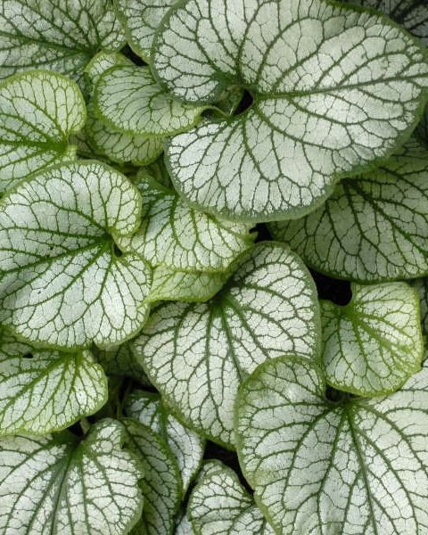 Brunera macrophylla 'Jack Frost'