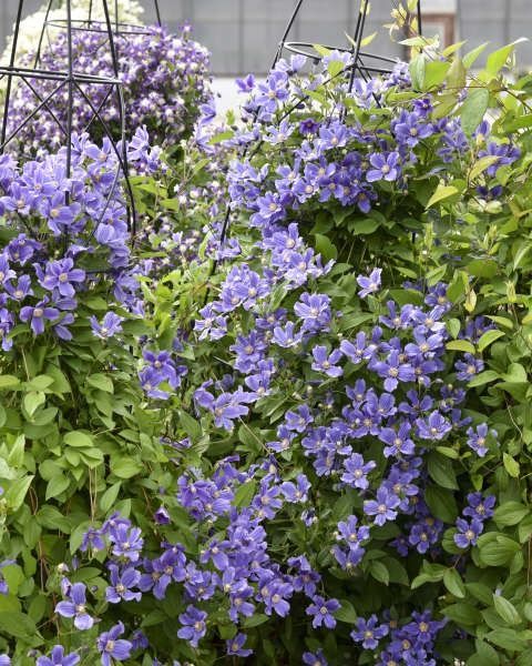 Clematis 'Rain Dance'