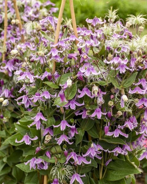 Clematis 'Stand by Me Pink' PW