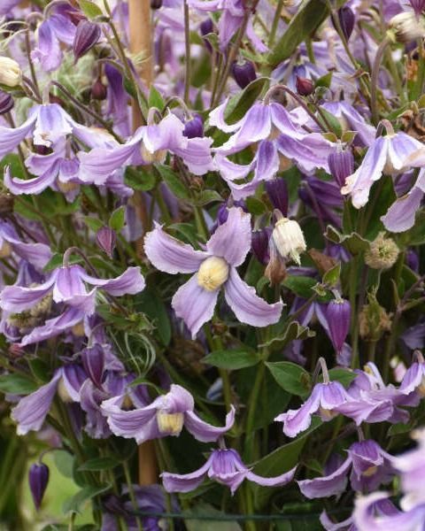 Clematis 'Stand by Me Lavender' PW